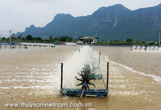 Ao nuôi tôm theo công nghệ Aquamimicry tại Thái Lan